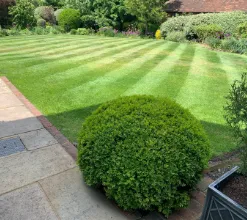 garden 1