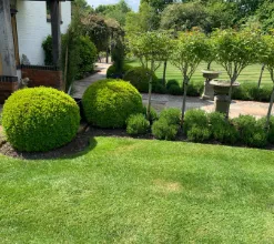 garden 8